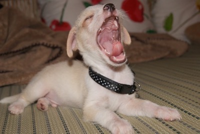 あくびをする犬