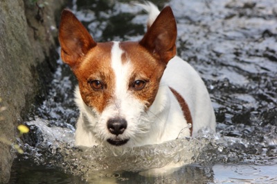 川遊びをするワンコ